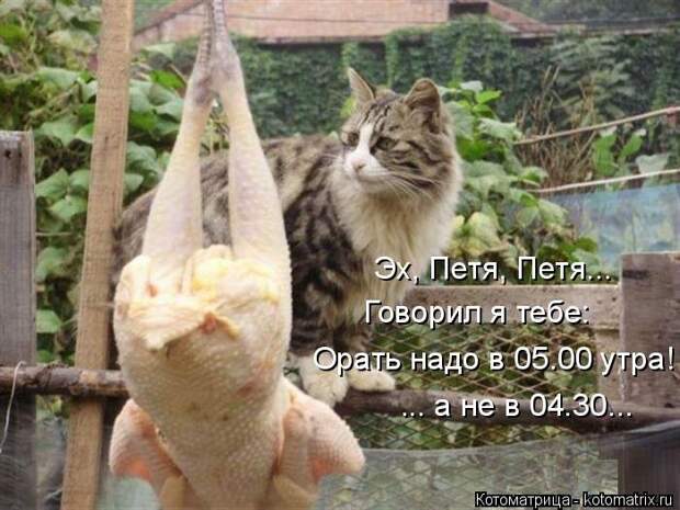 Санитар Васька (котоматрица) 40 фото