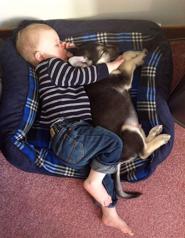 ребенок и собака 
