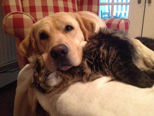 Лучший друг на то и лучший, чтобы его можно было использовать как подушку животные, коты, прикол, юмор