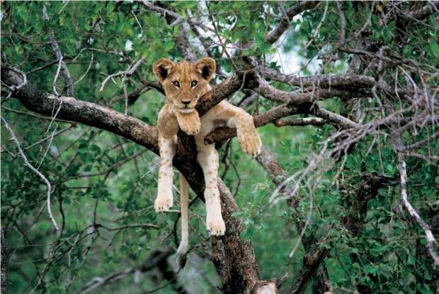 Львы (лат. Panthera leo) (англ. Lions)