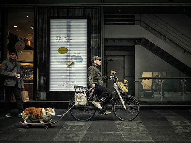 Человек с собакой на доске в Тайбэе. (Фото Chuan Teik Heng): national geographic, фотографии