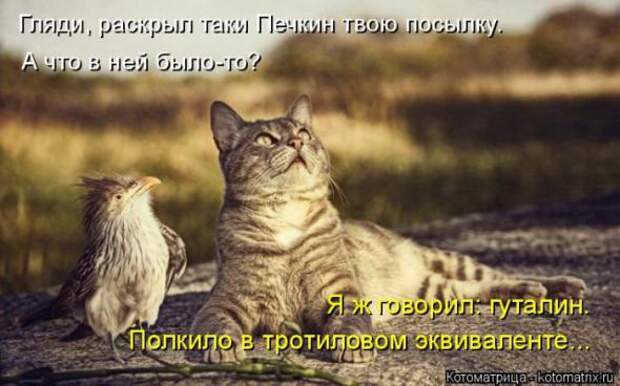 Котоматрицы (картинки с надписями)