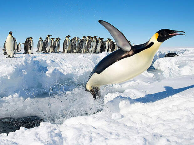 Полет пингвина. Императорские пингвины в Антарктиде. (Фото Christopher Michel): national geographic, фотографии