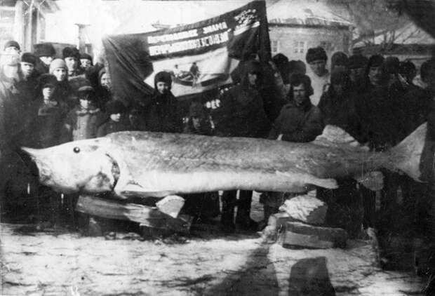 Белуга, выловленная в Саратовской области в 1937 году. Источник: Взгляд-инфо 