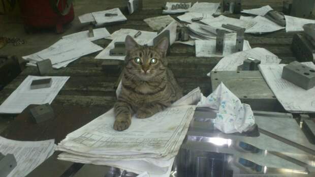 Сын полка, или история одного котёнка Сын полка, или история одного котёнка интересное, история, кошки, красота, факты