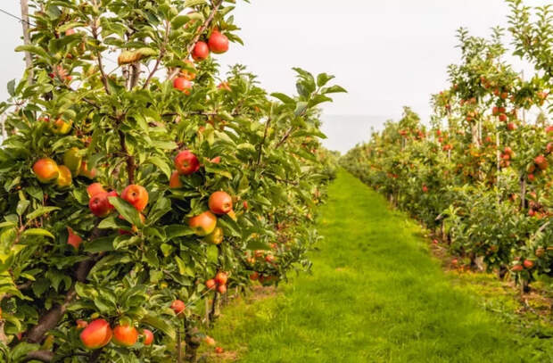 В Молдове начаты публичные консультации по созданию Бюро садоводства