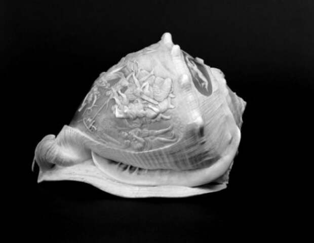 Глиптика - искусство резьбы по морским ракушкам (20 фото)