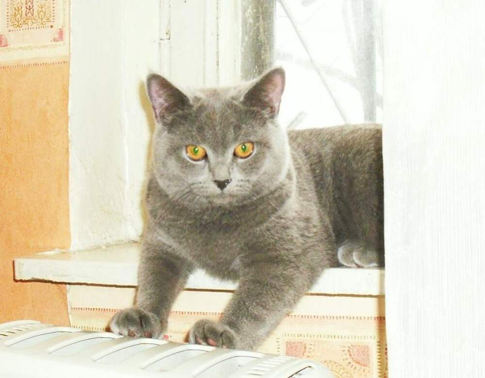 британская короткошёрстная кошка. британская короткошёрстная кошка. британская кошка гладкошерстная. британка короткошерстная прямоухая. британская кошка вислоухая голубая.