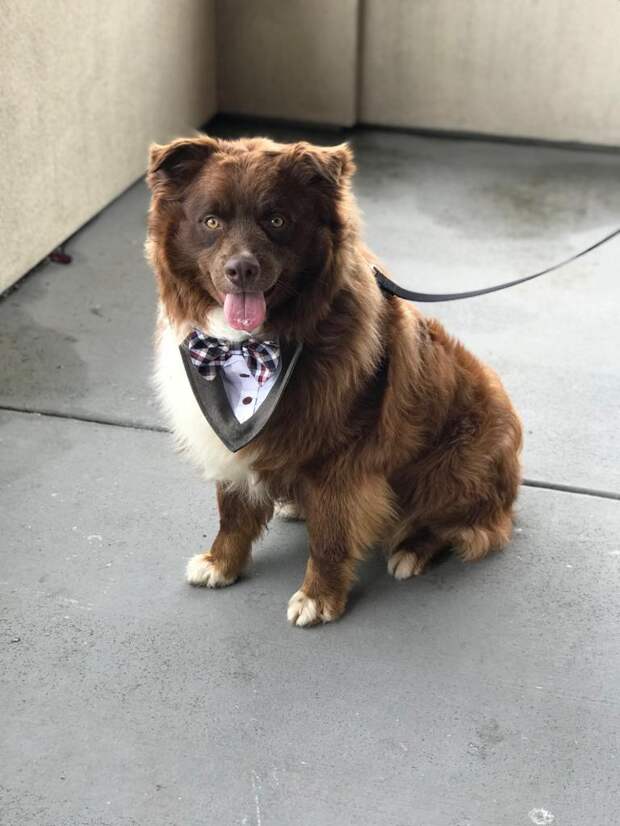 А вместо букетов – собаки: необычное пожелание невесты растрогало гостей