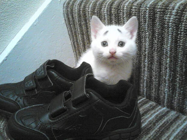 котенок с удивленными бровями