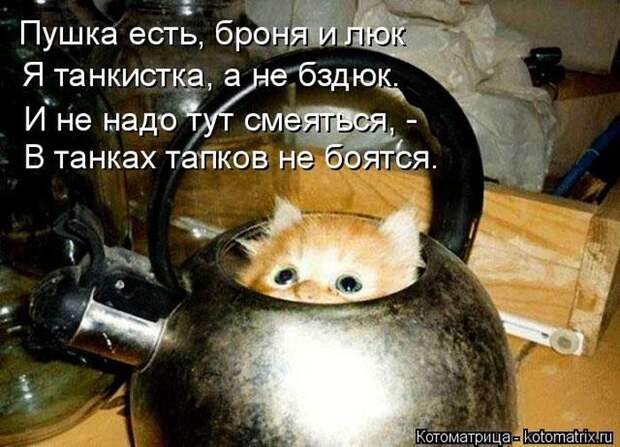 Лучшие котоматрицы недели