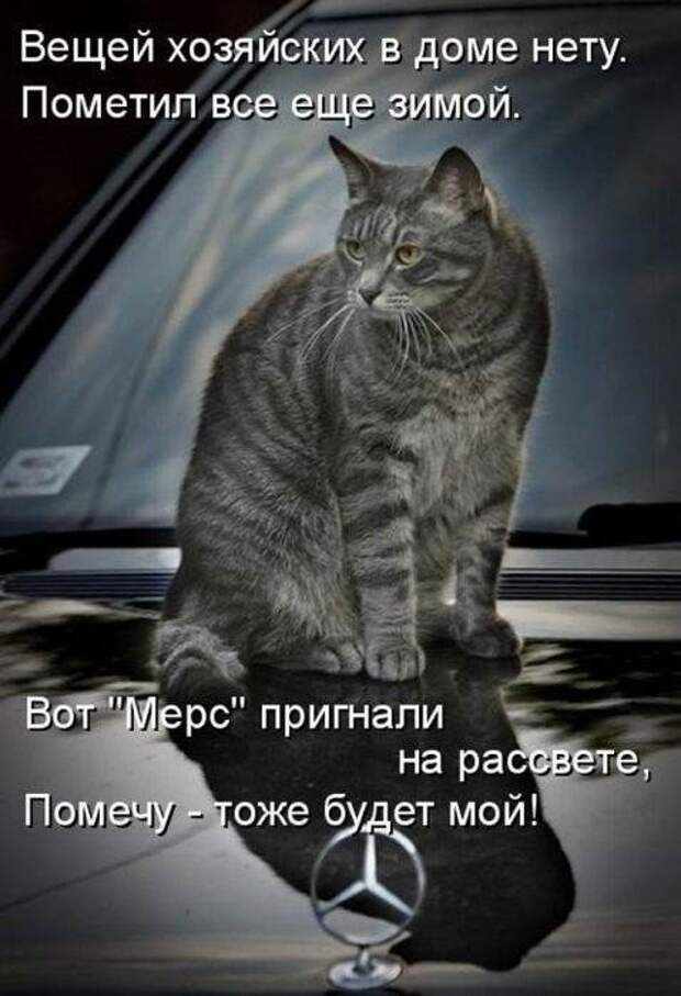 Подражая котоматрице котоматрица, коты, юмор