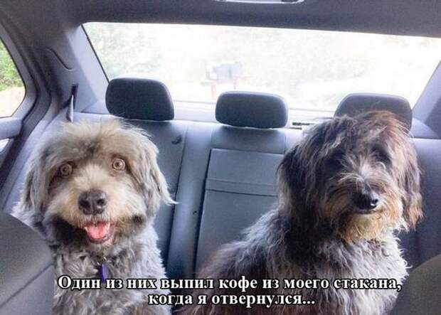 приколы