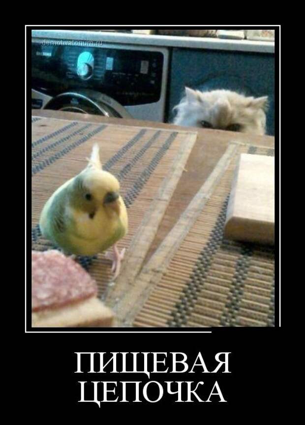 Демотиваторы №1187 (30 фото) Демотиваторы №1187 (30 фото)