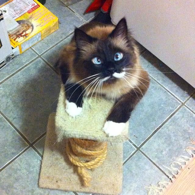 Милейшие косоглазые коты, чей изъян делает их уникальными животные, косоглазые  коты