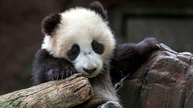 Детеныши панды быстро рстут