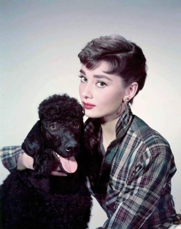 Одри Хепберн и животные: собака/ Audrey Hepburn and animals: dog. Photo 