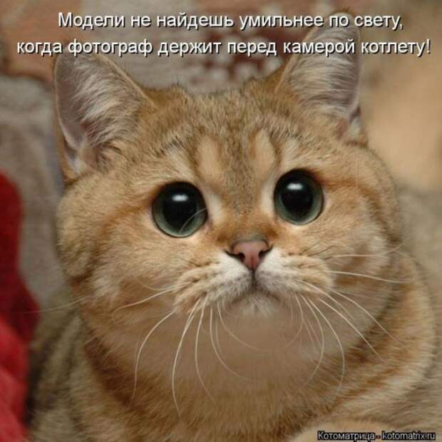 котоматрицы (50 фото) котоматрицы (50 фото)