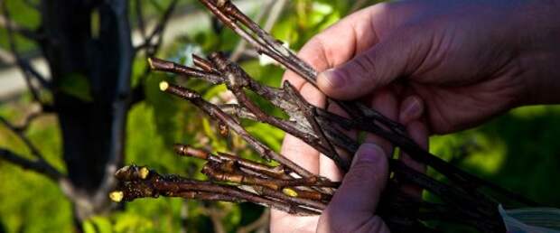 guerilla-branch-grafts-468x195