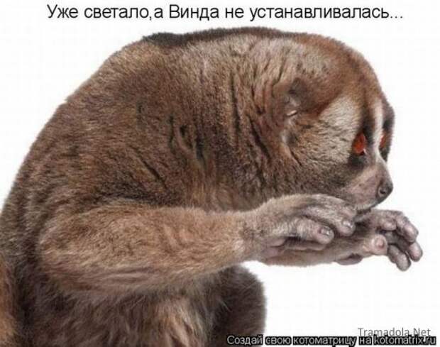 Осенняя подборка Котоматриц 2010 - Выпуск 22