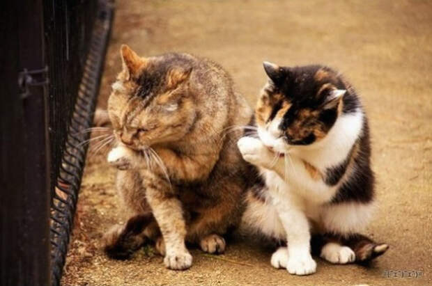 зеркальные коты повторюхи (5)
