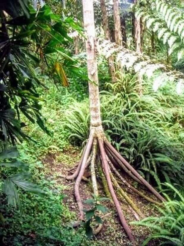 На фото - Ходячая пальма. Так называют растение Socratea exorrhiza, так как пальма, буквально, умеет перемещаться по ландшафту.-3