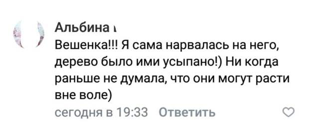 Где воля у вешенки? Где воля у вешенки?