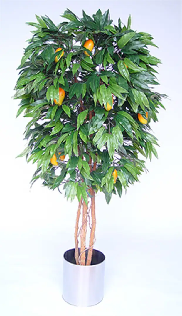 Дерево манго в домашних условиях фото манго
