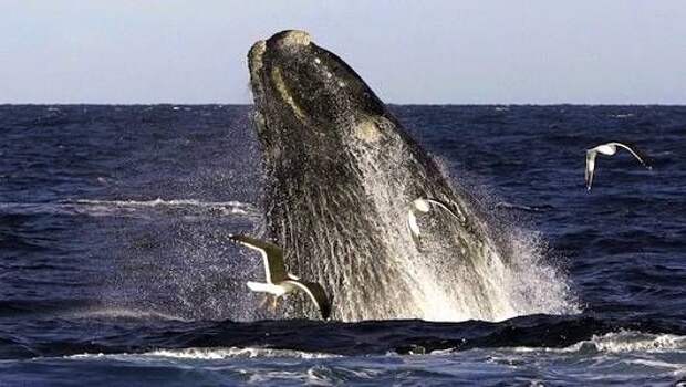 great southern whale