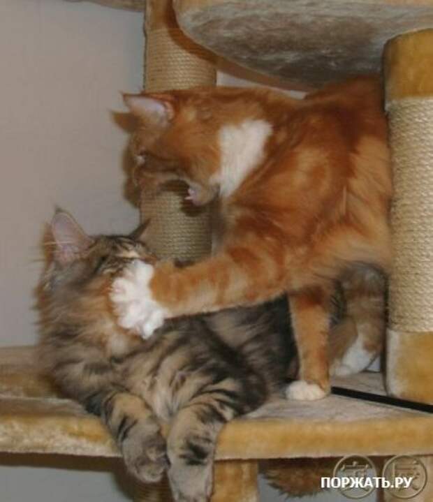 Подборочка фотоприколов (10 фоток)