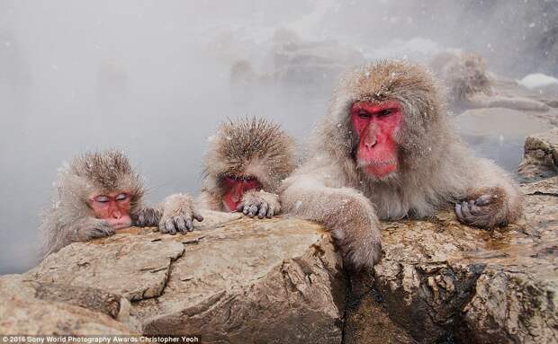 2DF3348000000578-3296769-These_monkeys_were_caught_having_a_soak_in_a_hot_spring_during_a-a-6_1446221757669