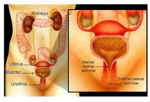 Слева сврху вниз: почки, матка, мочевой пузырь, уретра; справа: внутренний и внешний сфинктеры уретры