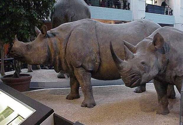 Самые редкие животные в мире Яванские носороги (Rhinoceros sondaicus), фото дикие животные фотография