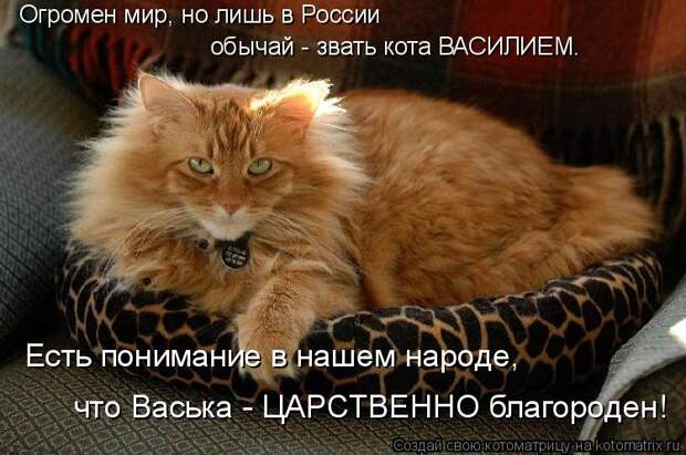 Котоматрица: Огромен мир, но лишь в России обычай - звать кота ВАСИЛИЕМ. Есть понимание в нашем народе, что Васька - ЦАРСТВЕННО благороден!