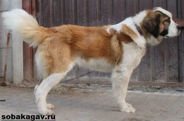 Московская сторожевая собака. Описание, особенности, уход и цена породы