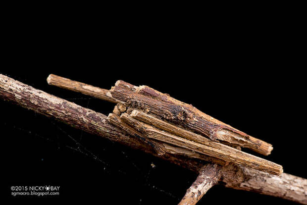 Bagworm moth larva (Psychidae) - DSC_8355