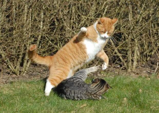 cat_flying_fight_08