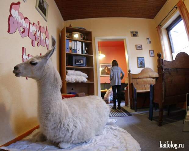 Необычные домашние животные (55 фото) Необычные домашние животные (55 фото)