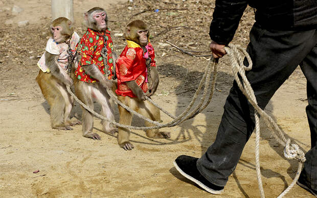 Дрессированные обезьяны