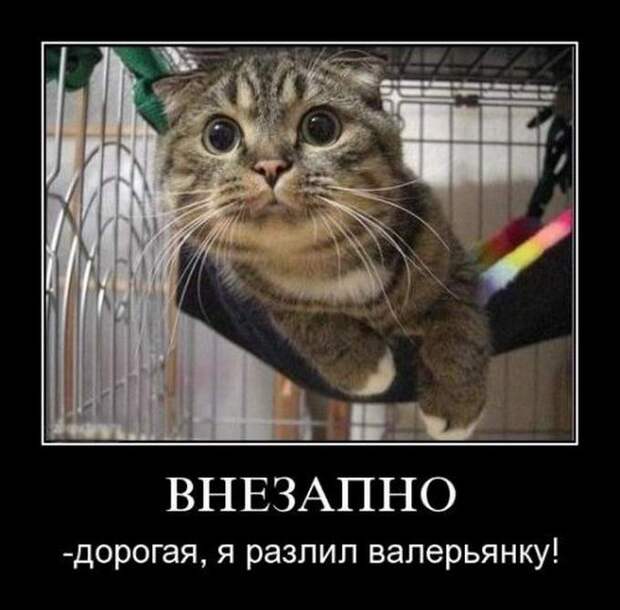 Демотиваторы про животных демотиваторы, животные, прикол, юмор