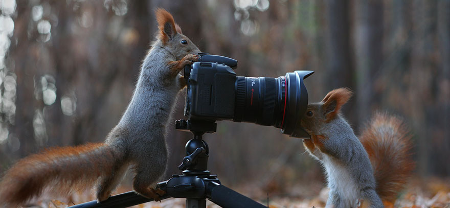 Любопытные животные и фотоаппарат животные, природа, фотоаппарат