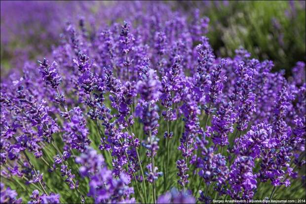 Lavenderfields04 Крымский Прованс. Лавандовые поля в Крыму
