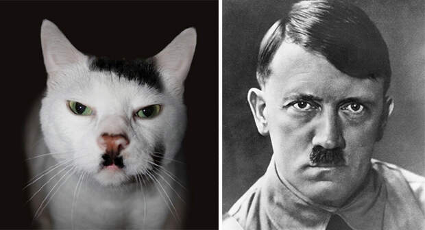 Кот Гитлер