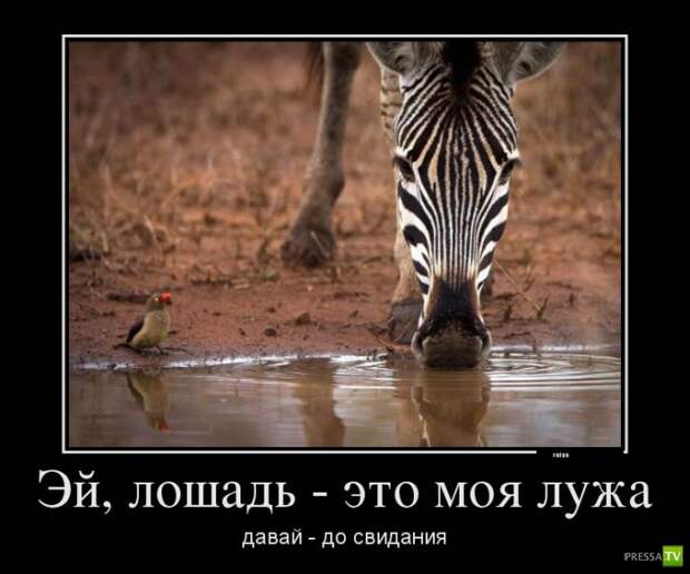 Прикольные демотиваторы о животных (30 фото) Прикольные демотиваторы о животных (30 фото)