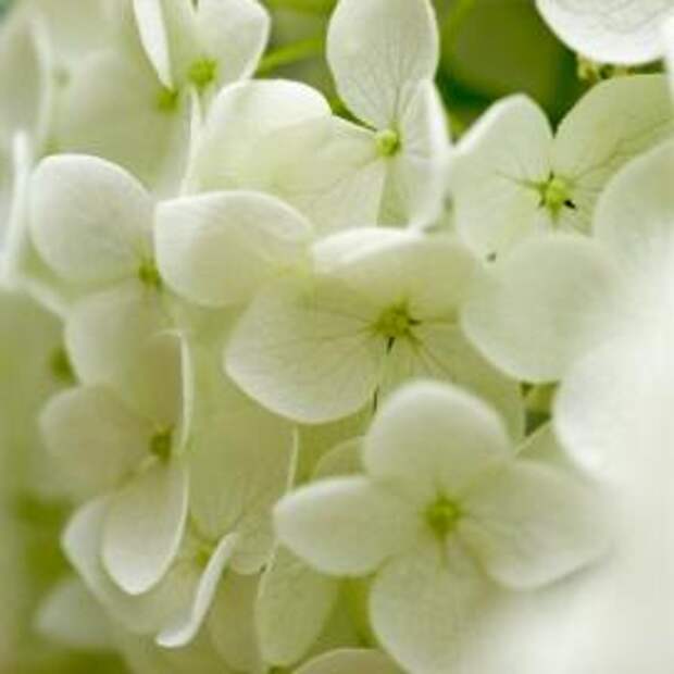 Гортензия крупнолистная (Hydrangea macrophylla)