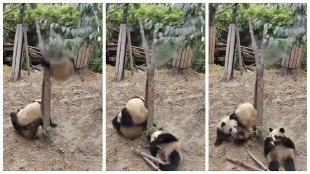 Панда рухнула с дерева, помешав страстной парочке видео, животные, животный мир, панды, смешное видео, смешное видео про животных, смешные животные видео