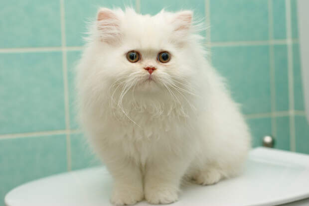CATS-PICTURES.ORG_-_5010-1024x685-persian+cat-memberx-solo-white+hair-pink+nose-sitting