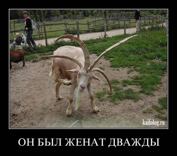 Демотиваторы 2013 (100 фото)