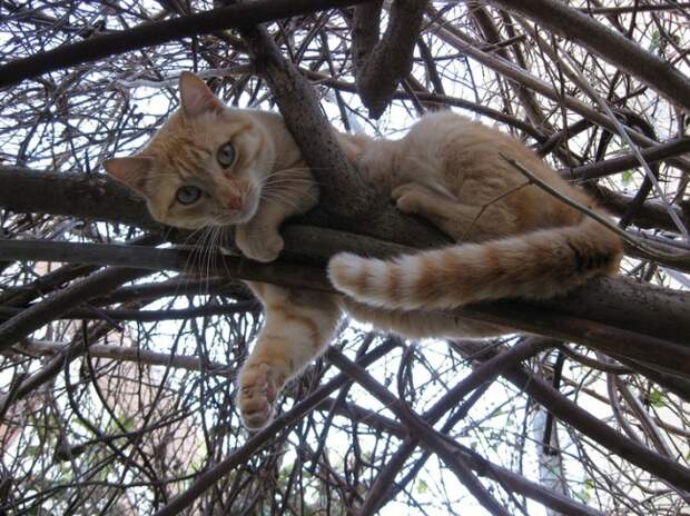 Коты, что парят, словно птицы Коты, что парят, словно птицы