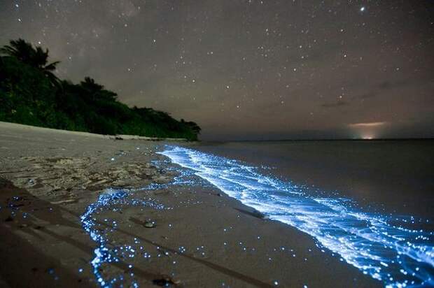 светящийся пляж на мальдивах фитопланктон (4)